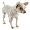 Lot # 745 : BEVERLY HILLS CHIHUAHUA (2008) - Papi (George Lopez) Stand-In