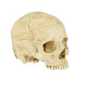 Lot # 849 : DJANGO UNCHAINED (2012) - Old Ben's Skull