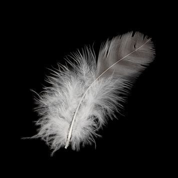 Lot # 910 : FORREST GUMP (1994) - Forrest Gump's (Tom Hanks) Floating Feather