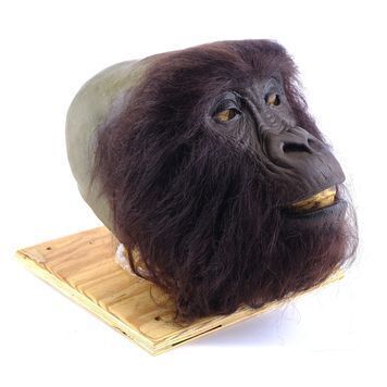 Lot # 971 : GORILLAS IN THE MIST (1988) - Simba Head Appliance