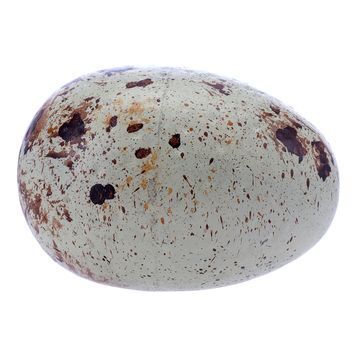 Jurassic world sale dinosaur egg