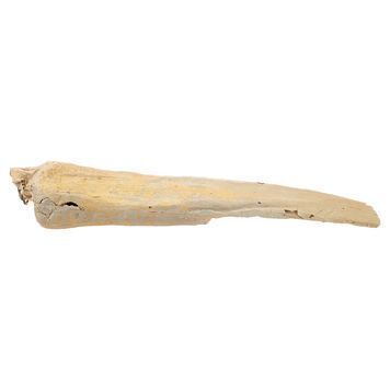 Lot # 1347 : STAR WARS: A NEW HOPE (1977) - Krayt Dragon Rib