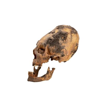 Lot # 207: Jean-Luc Picard (Patrick Stewart) Library Elongated Unidentified Species Skull