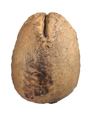 ALIENS (1986) - Xenomorph Egg