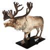 SANTA CLAUS: THE MOVIE (1985) - Full-Size Animatronic Donner Reindeer