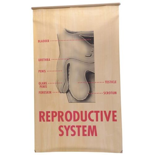 Lot # 52: AUSTIN POWERS: THE SPY WHO SHAGGED ME (1999) - Reproductive System Penis Chart