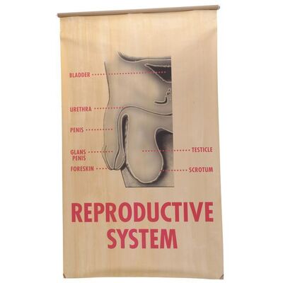 Lot # 52: AUSTIN POWERS: THE SPY WHO SHAGGED ME (1999) - Reproductive System Penis Chart