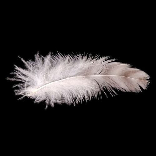 Lot # 280: FORREST GUMP (1994) - Forrest Gump's (Tom Hanks) Feather