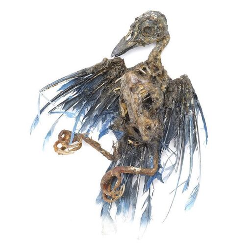 Lot # 633: REVENANT, THE (2015) - Dead Bird "Break" Version