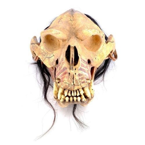 Lot # 1012: WARCRAFT (2016) - Pierced Orc Skull
