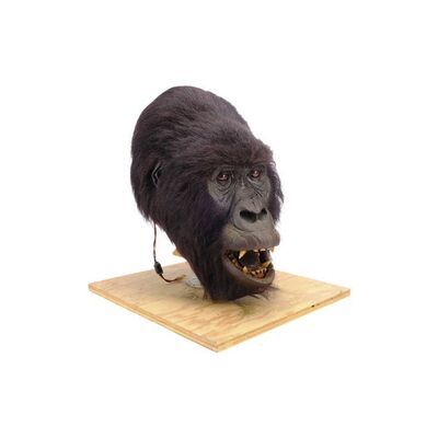 Lot #194 - Animatronic Rogue Gorilla Mask ### GORILLAS IN THE MIST (1988)