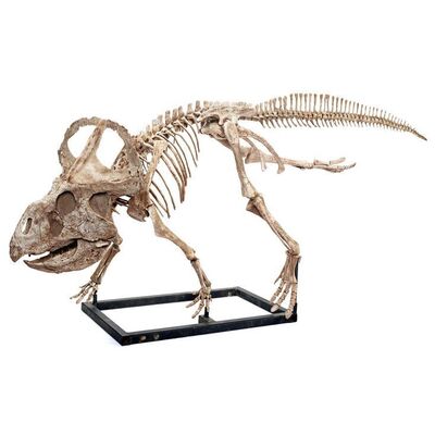Lot #268 - Diorama Room Six-foot Protoceratops Skeleton Display ### JURASSIC WORLD: FALLEN KINGDOM (2018)