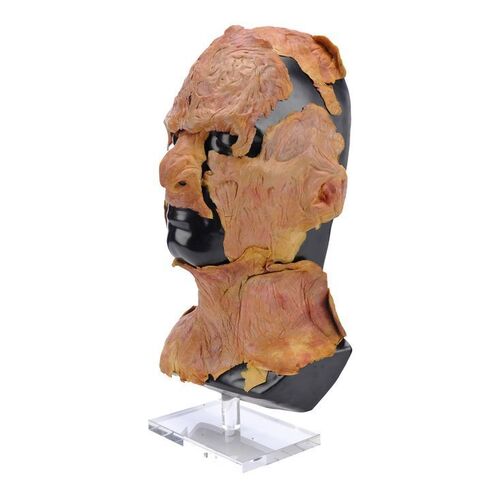 Lot #307 - Freddy Krueger (Robert Englund) Makeup Appliances ### A NIGHTMARE ON ELM STREET: FREDDY'S REVENGE (1985)