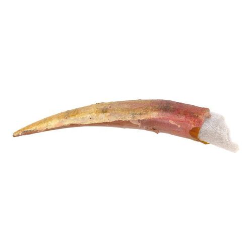 Lot #429 - Stuart Ziff Collection: Sarlacc Tooth ### STAR WARS: RETURN OF THE JEDI (1983)