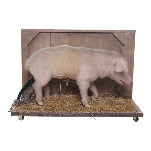 Lot #684 - Animatronic Wilbur Puppet Display ### CHARLOTTE'S WEB (2006)