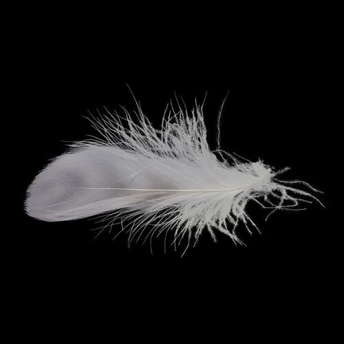 Lot #766 - Forrest Gump's (Tom Hanks) Feather ### FORREST GUMP (1994)