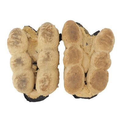 Lot #947 - Velociraptor Footprint Makers ### JURASSIC PARK (1993)