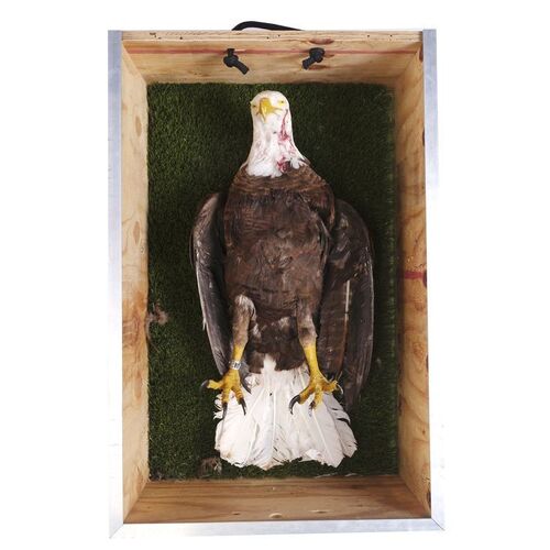 Lot #1169 - Screen-Matched Shot Bald Eagle ### SHAMELESS (2011-2021)