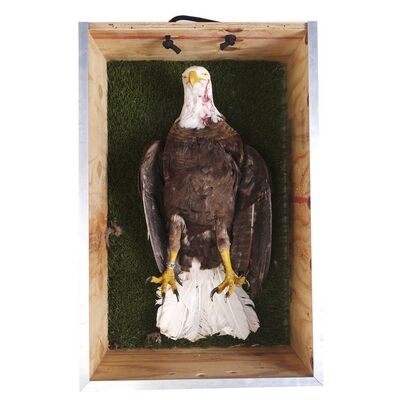 Lot #1169 - Screen-Matched Shot Bald Eagle ### SHAMELESS (2011-2021)