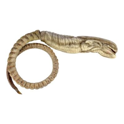 Lot #19: AVP: ALIEN VS. PREDATOR (2004) - Chestburster with Detachable Tail