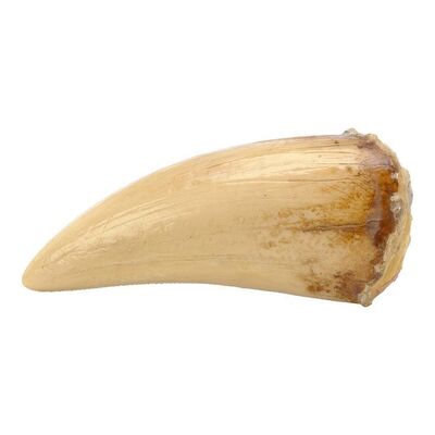 Lot #226: JURASSIC PARK (1993) - Photo-matched "Upper 19" Tyrannosaurus Rex Tooth