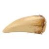 Lot #226: JURASSIC PARK (1993) - Photo-matched "Upper 19" Tyrannosaurus Rex Tooth