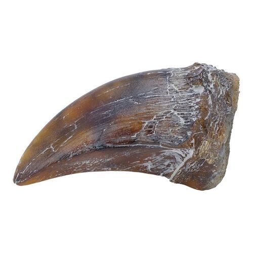 Lot #1320: JURASSIC PARK (1993) - Tyrannosaurus Rex Fingernail