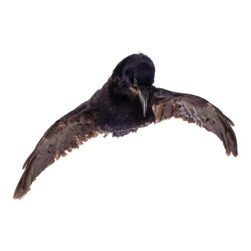 Lot #1366: THE LONE RANGER (2013) - Tonto's (Johnny Depp) Crow Headdress