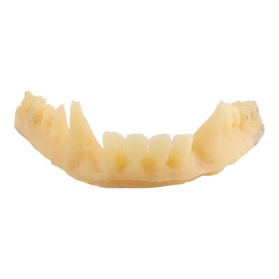Lot #1582: STAR WARS: A NEW HOPE (1977) - Chewbacca's (Peter Mayhew) Lower Teeth