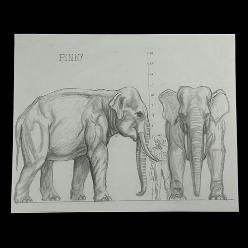 Lot #1731: THE VALLEY OF GWANGI (1969) - Hand-drawn Ray Harryhausen "Pinky the Elephant" Scale Comparison