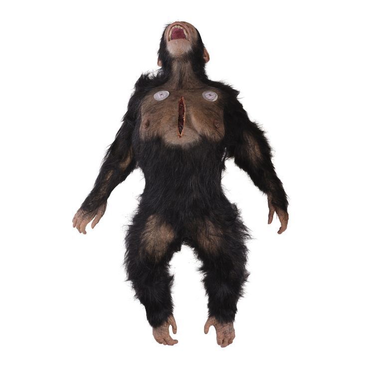 Lot # 37: The Fall of the House of Usher - Fortunato Lab Chimpanzee