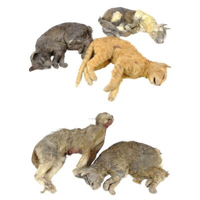 Lot # 157: Midnight Mass - Set of Five Dead Cats