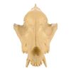 Lot # 16: MythBusters Exhibition Animal Skull