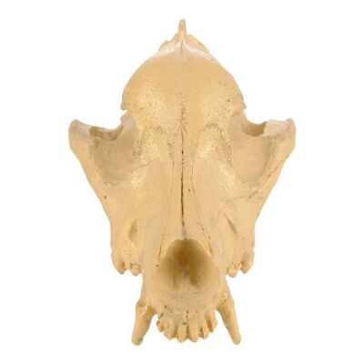 Lot # 16: MythBusters Exhibition Animal Skull