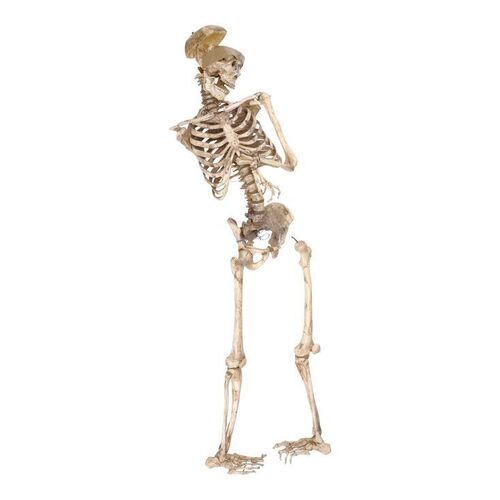 Lot # 92: MythBusters Exhibition Skeleton Prop