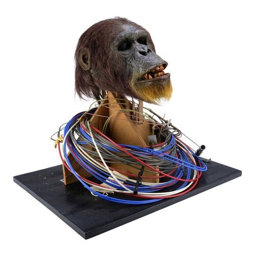 Lot #125 - Cable-Controlled Animatronic Silverbeard (Peter Elliott) Gorilla Head ### GREYSTOKE: THE LEGEND OF TARZAN, LORD OF THE APES (1984)