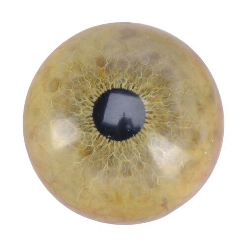 Lot #175 - Tyrannosaurus Rex Eye ### JURASSIC PARK (1993)