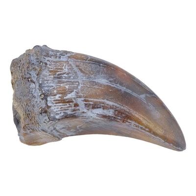 Lot #179 - Production-Made Tyrannosaurus Rex Paint Test Fingernail ### JURASSIC PARK (1993)