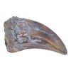 Lot #179 - Production-Made Tyrannosaurus Rex Paint Test Fingernail ### JURASSIC PARK (1993)