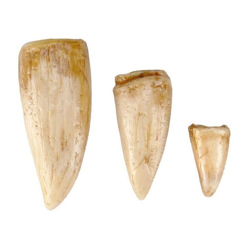 Lot #180 - Set of Three Production-Made Tyrannosaurus Rex Teeth ### JURASSIC PARK (1993)