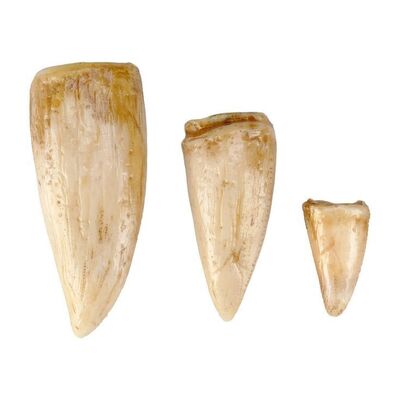 Lot #180 - Set of Three Production-Made Tyrannosaurus Rex Teeth ### JURASSIC PARK (1993)