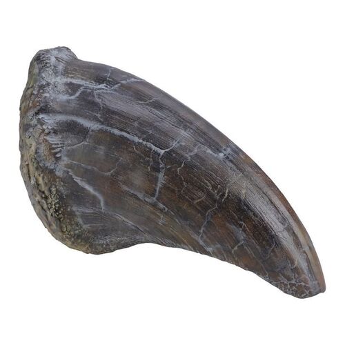Lot #181 - Tyrannosaurus Rex Toenail ### JURASSIC PARK (1993)