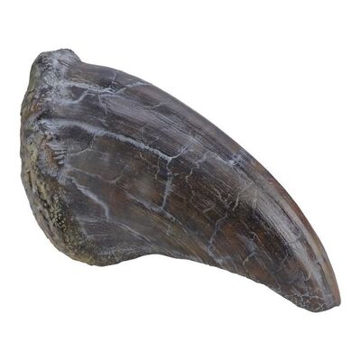 Lot #181 - Tyrannosaurus Rex Toenail ### JURASSIC PARK (1993)