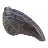 Lot #181 - Tyrannosaurus Rex Toenail ### JURASSIC PARK (1993)