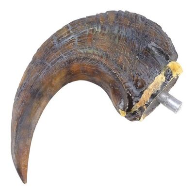 Lot #184 - Velociraptor Claw ### JURASSIC PARK (1993)