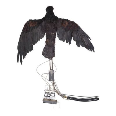 Lot #566 - Cable-Controlled Animatronic Crow Puppet ### THE CROW: CITY OF ANGELS (1996)