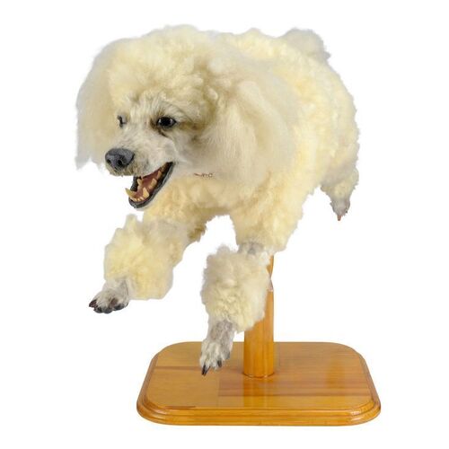 Lot #688 - Animatronic Poodle Puppet Prototype ### INTERVIEW WITH THE VAMPIRE (1994)