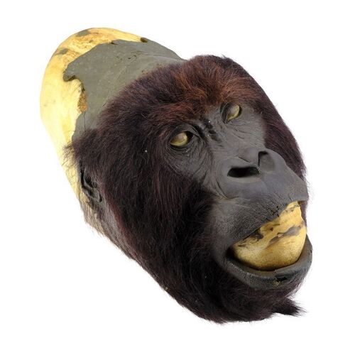 Lot #1283 - Gorilla Face Appliance Bust ### GORILLAS IN THE MIST (1988)