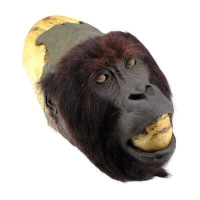 Lot #1283 - Gorilla Face Appliance Bust ### GORILLAS IN THE MIST (1988)