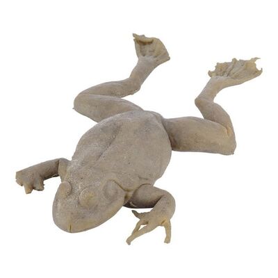 Lot #1388 - Frog ### MAGNOLIA (1999)
